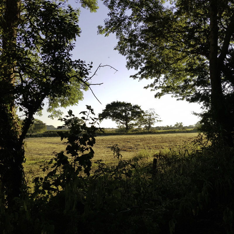 Willow Grove Local Area